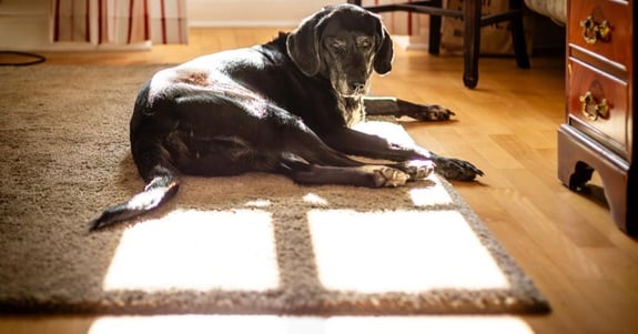 schwarzer Hund liegt auf einem Teppich